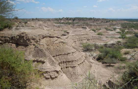 Fósiles,Homo sapiens,arqueología