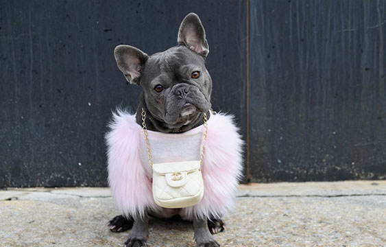 bulldog francés.,bulldog,perros,celebridades,lady gaga