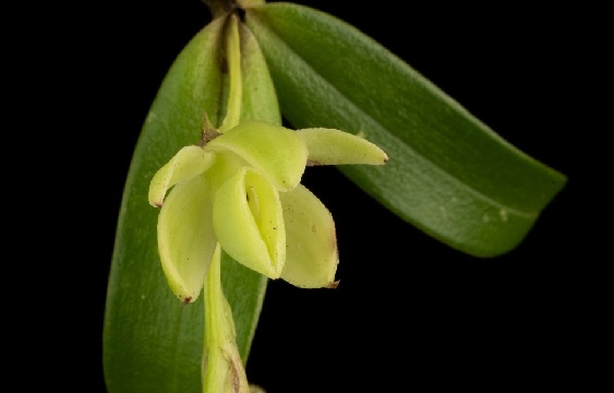 AmeliaRueda - Descubren 20 nuevas especies de orquídeas en áreas silvestres  protegidas de Costa Rica