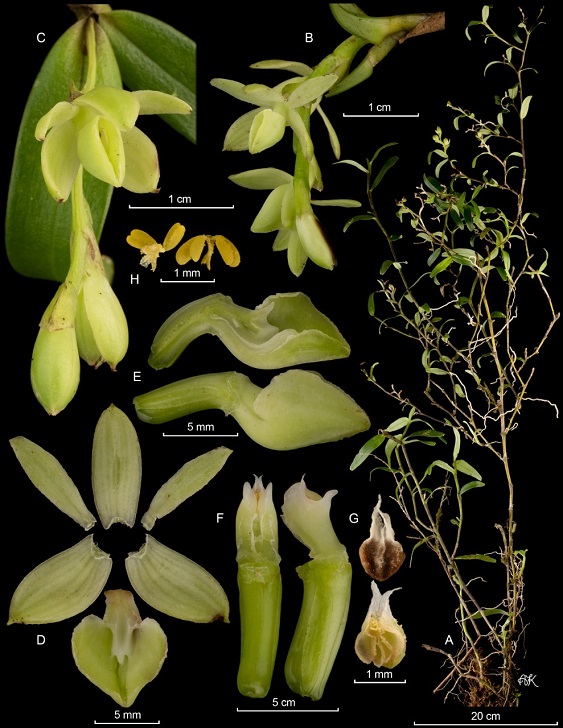 orquideas