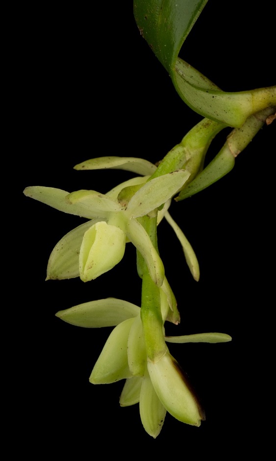 orquideas