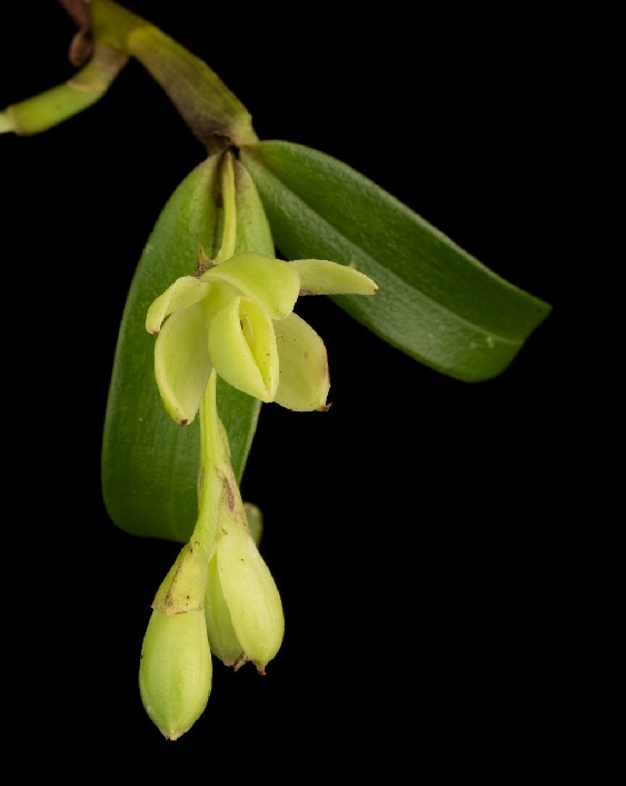 orquideas