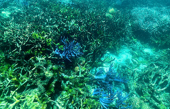 Barrera,Coral,noticias,Australia,internacionales,blanqueamiento