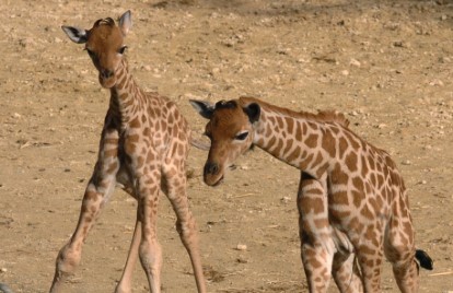 jirafas,gemelas,nairobi,africa,noticias,internacionales