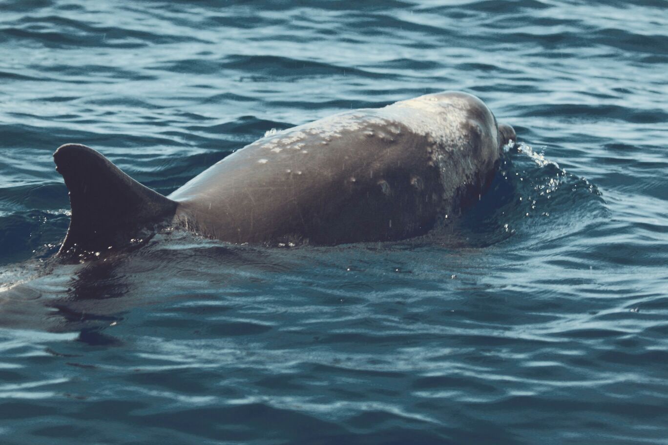 Delfin nariz de botella