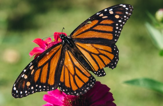 mariposa monarca,tigres salvajes,peligro,medio ambiente,cambio climático,noticias,internacionales
