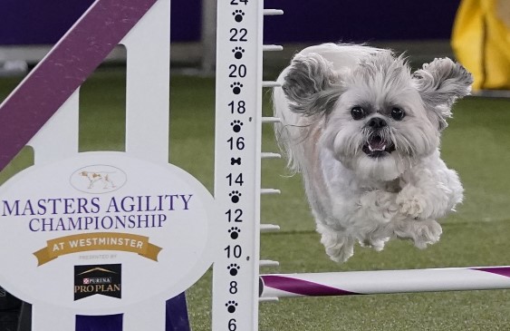 competencia,perros,westminster