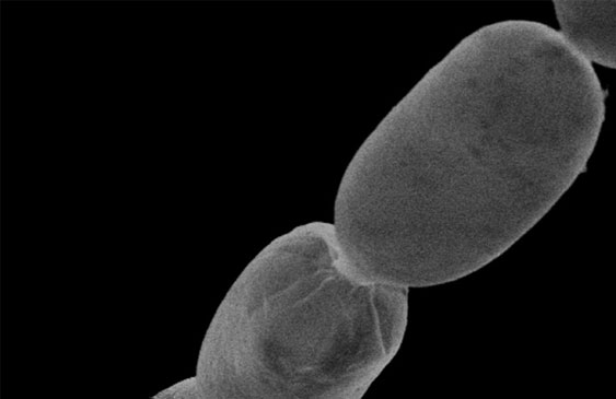 bacteria,Guadalupe,ciencia,descubrimiento