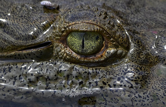 reptiles,peligro de extinción,estudio