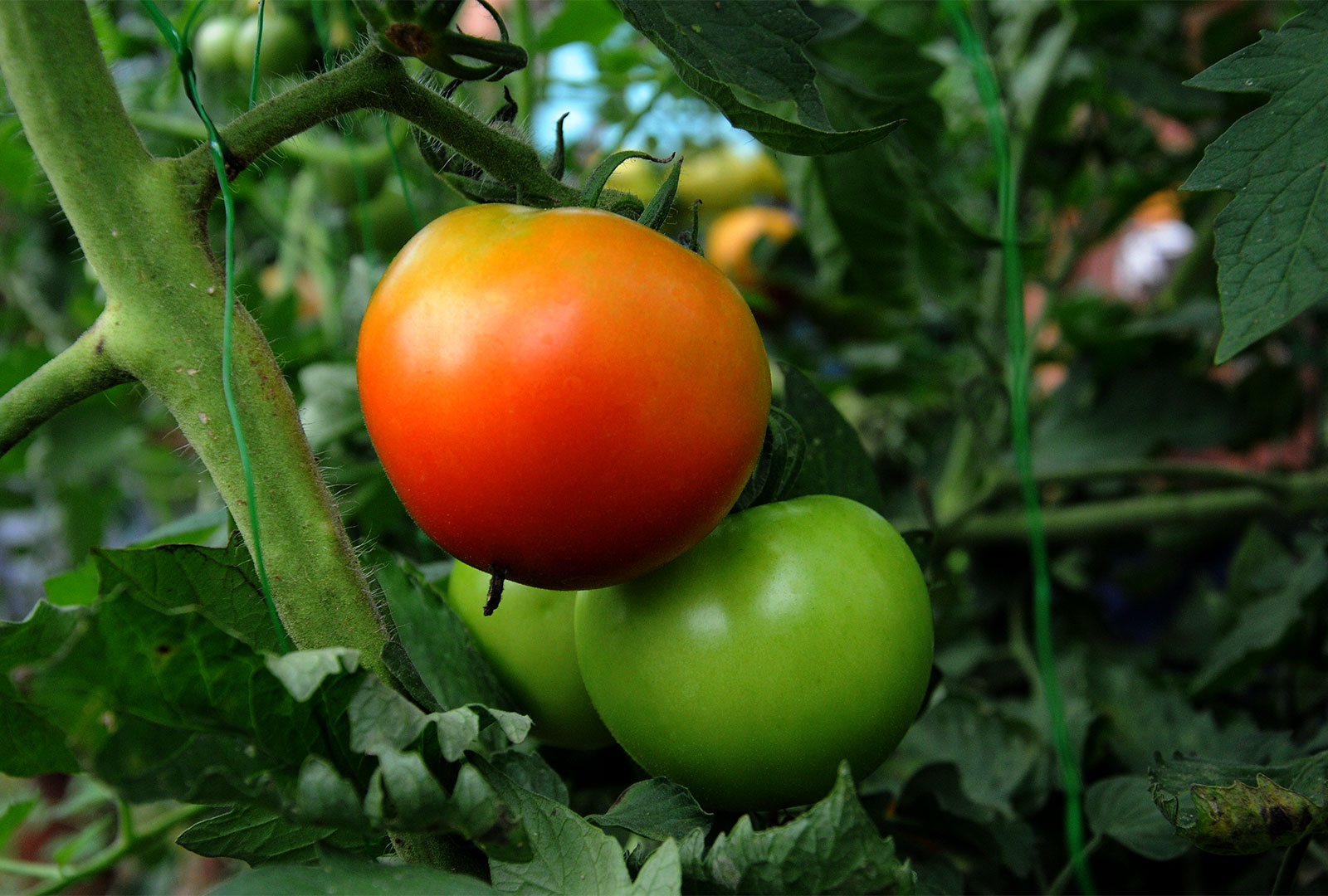 Por restringir importación de tomates, Costa Rica suspenderá beneficios  arancelarios a Panamá