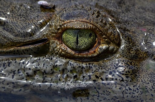 Tárcoles,Costa Rica,Cocodrilo