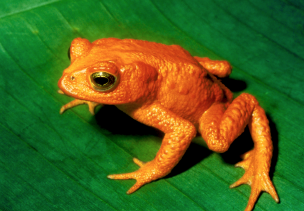 ONU,Monteverde,Costa Rica,Cambio Climático