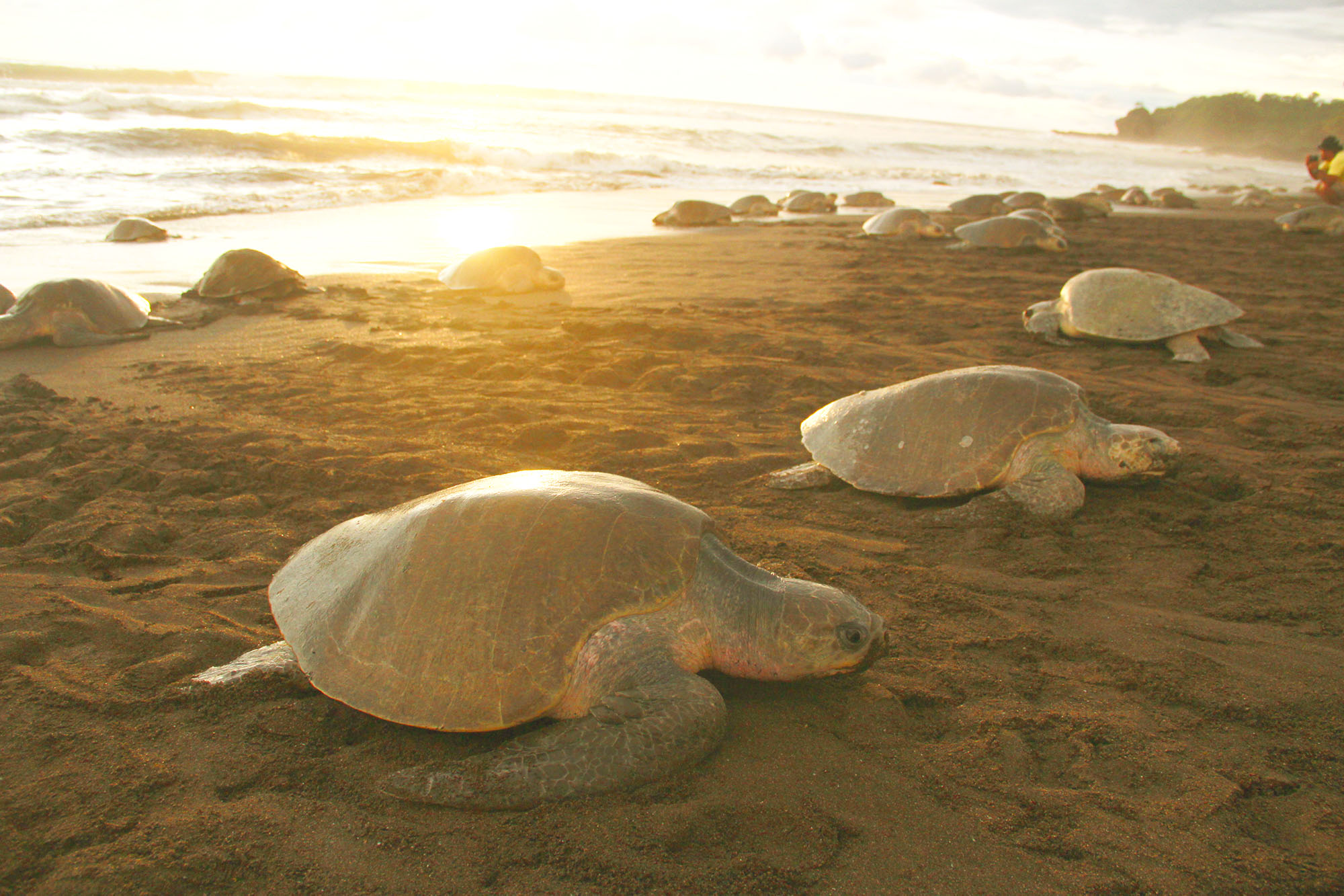 Incopesca,especies,marinas,silvestres