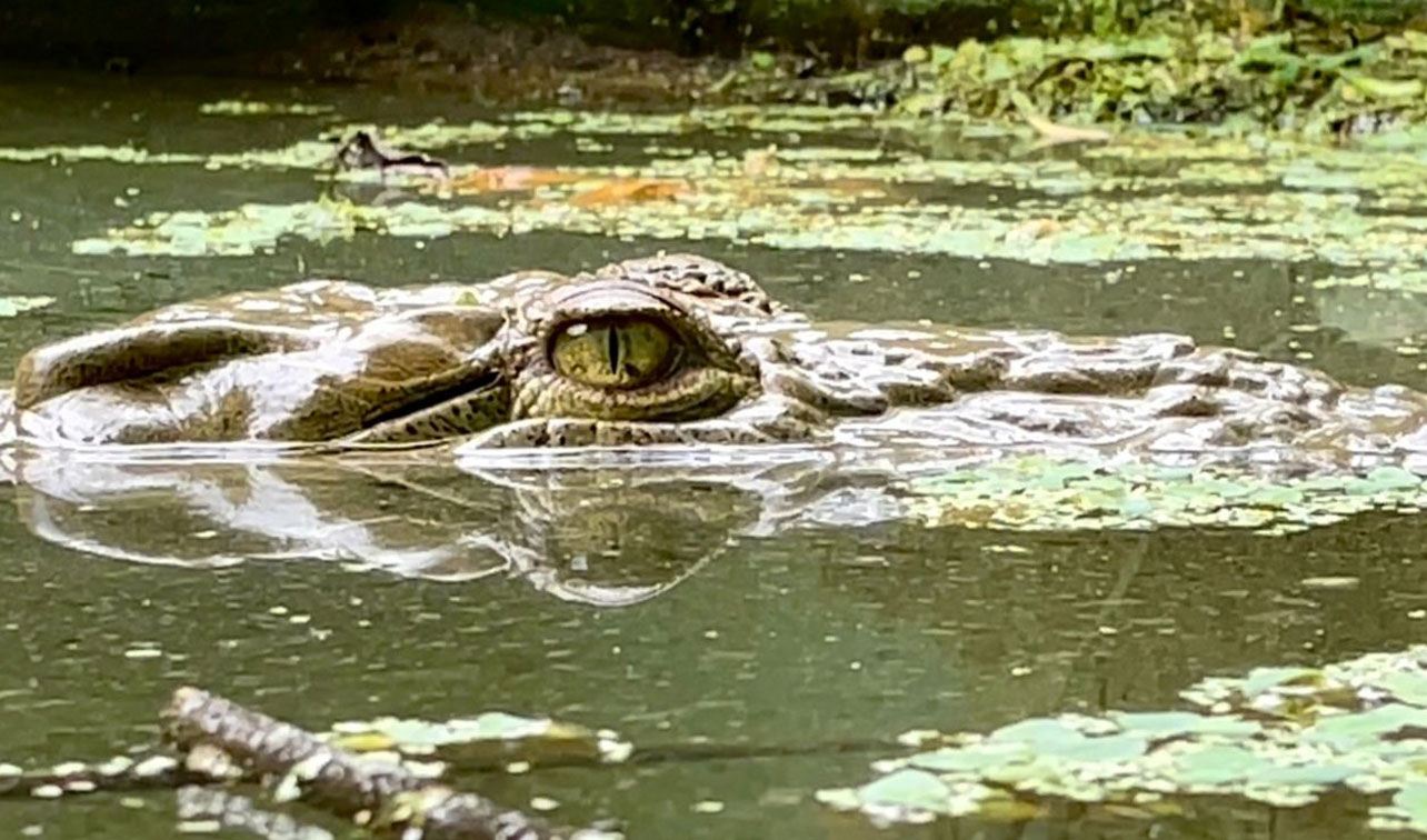cocodrilo,ambiente,partenogénesis
