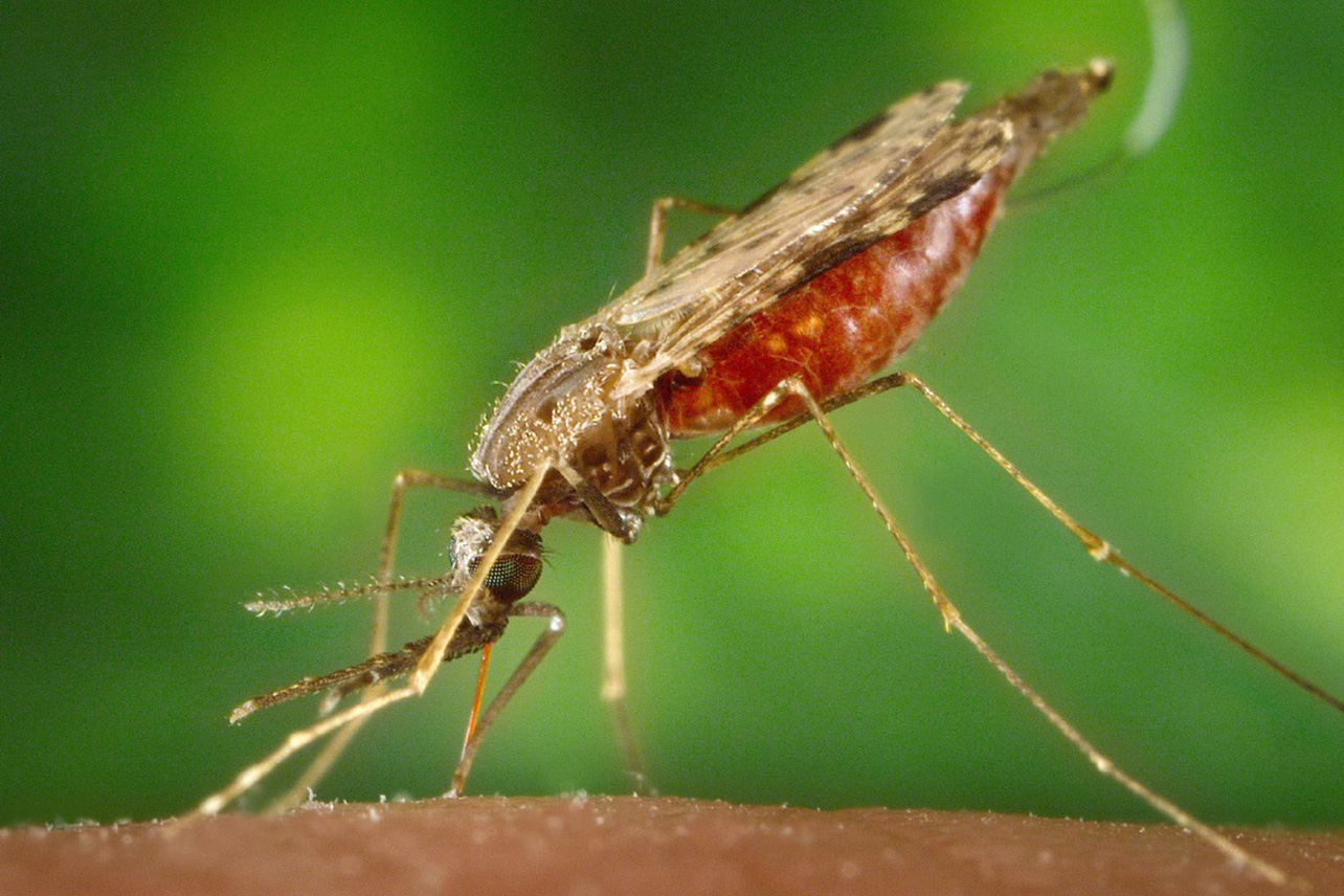 Meta de Costa Rica de eliminar la malaria en 2025 se tambalea por brote