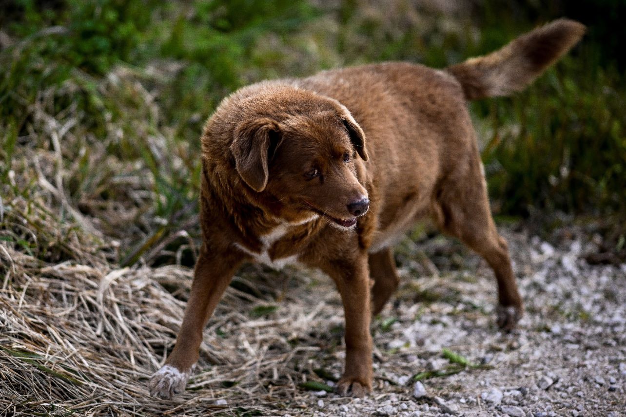 bobi,perro,más longevo,rafeiro,portugal,guiness,noticias,internacionales