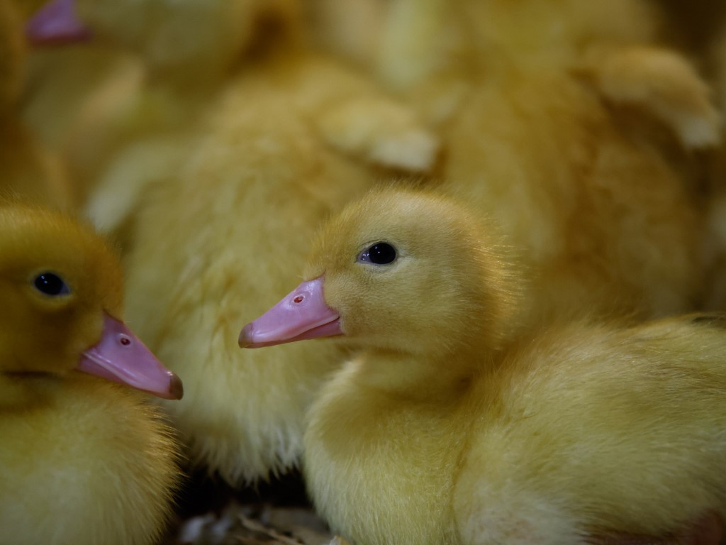 El foie gras, objeto de una batalla legal en Nueva York