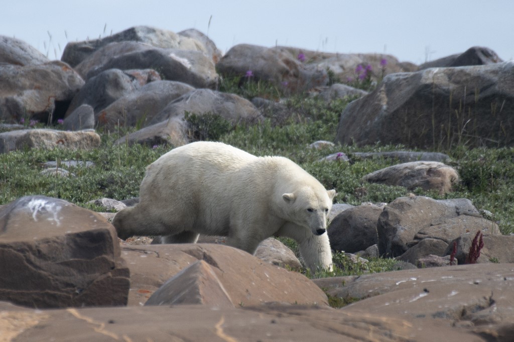 Oso polar,Alaska