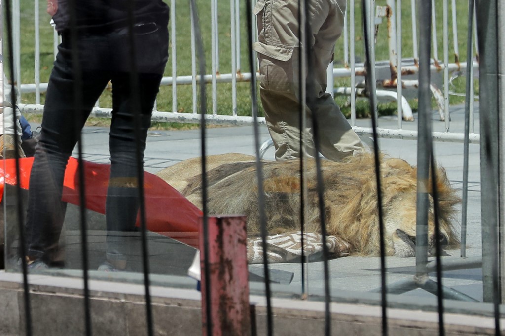 Chile,León,Zoológico