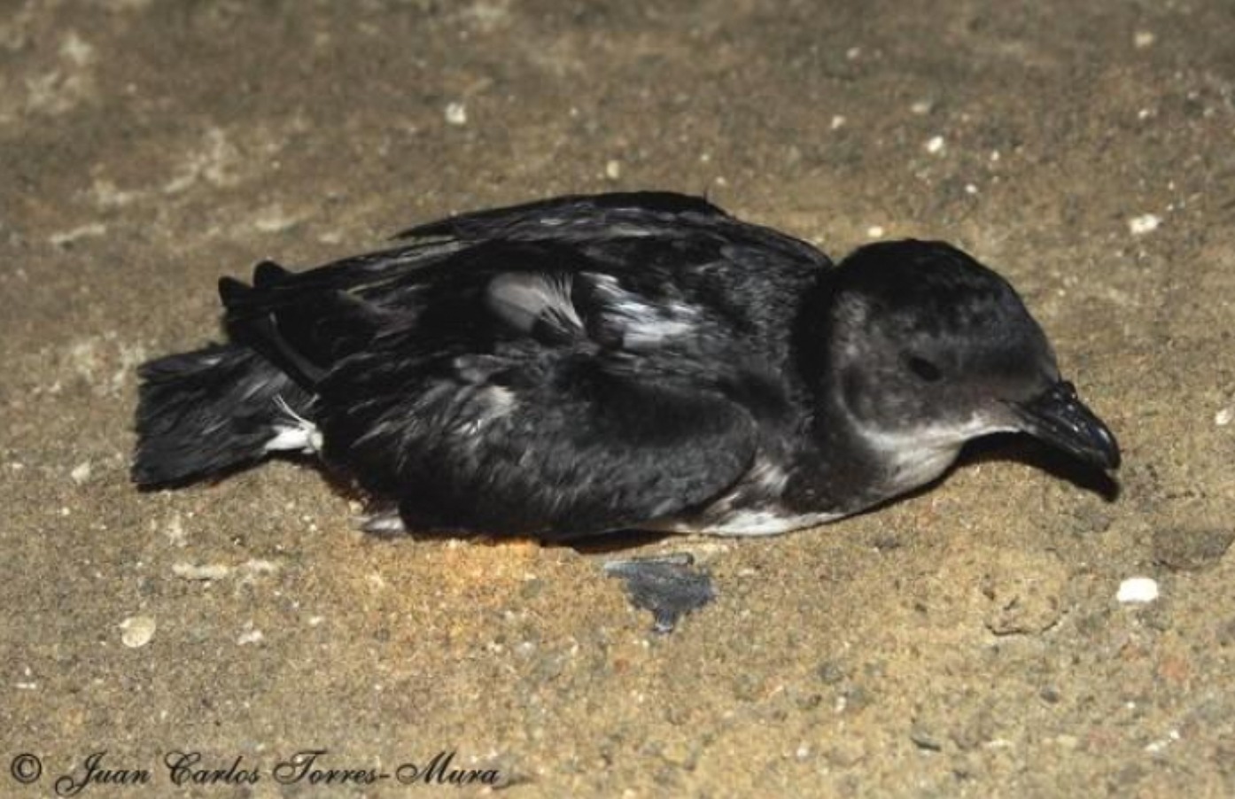 petrel buceador,Chile,Extinción