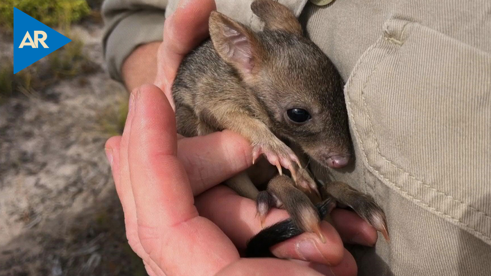 “Mini canguros” vuelven a poblar el sur de Australia