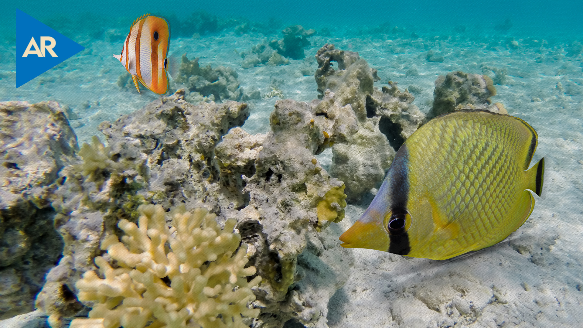 Blanqueamiento de corales causa peleas “innecesarias" entre peces, según estudio