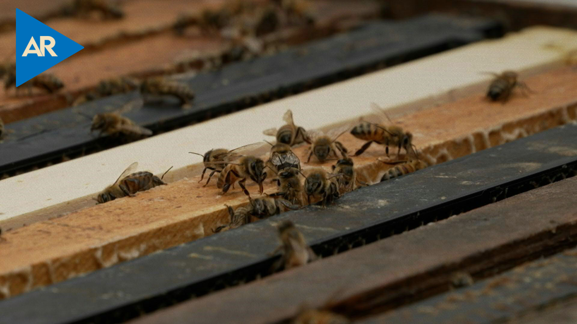 Las abejas de California están a la espera de días soleados tras un clima atípico este año
