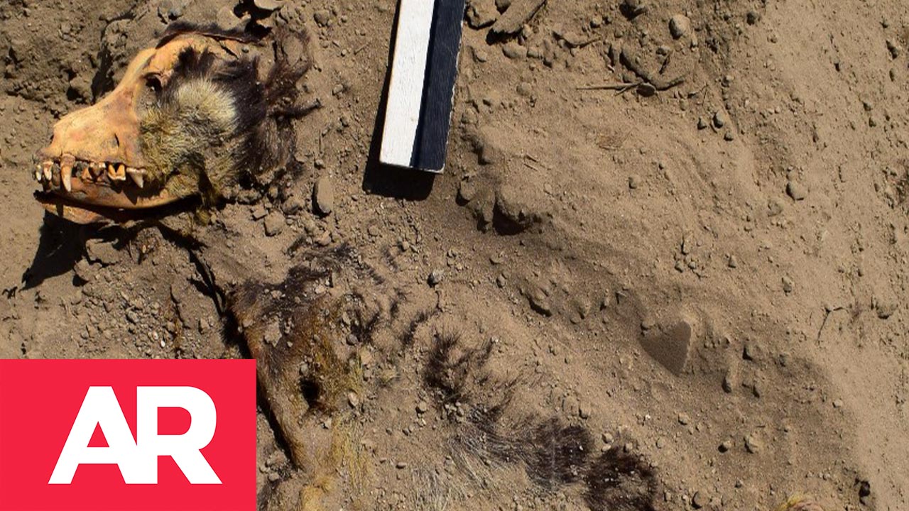 Hallan En Perú Restos De Un Perro De Más De Mil Años Hallan En Perú Restos De Un Perro De Más De Mil Años