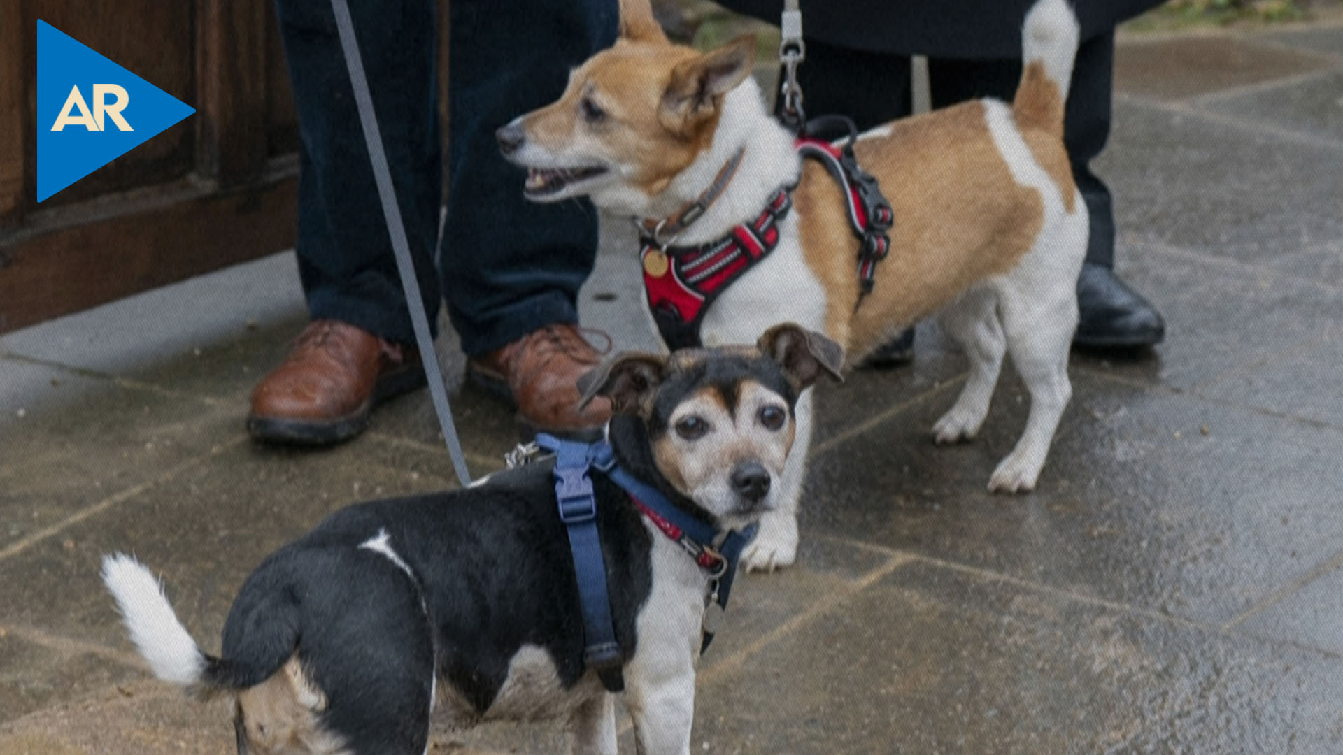 A un lado los corgis: el Jack Russell se convierte en la nueva raza real de perros
