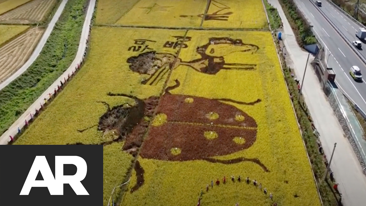 Corea del Sur convirtió en arte sus campos de arroz