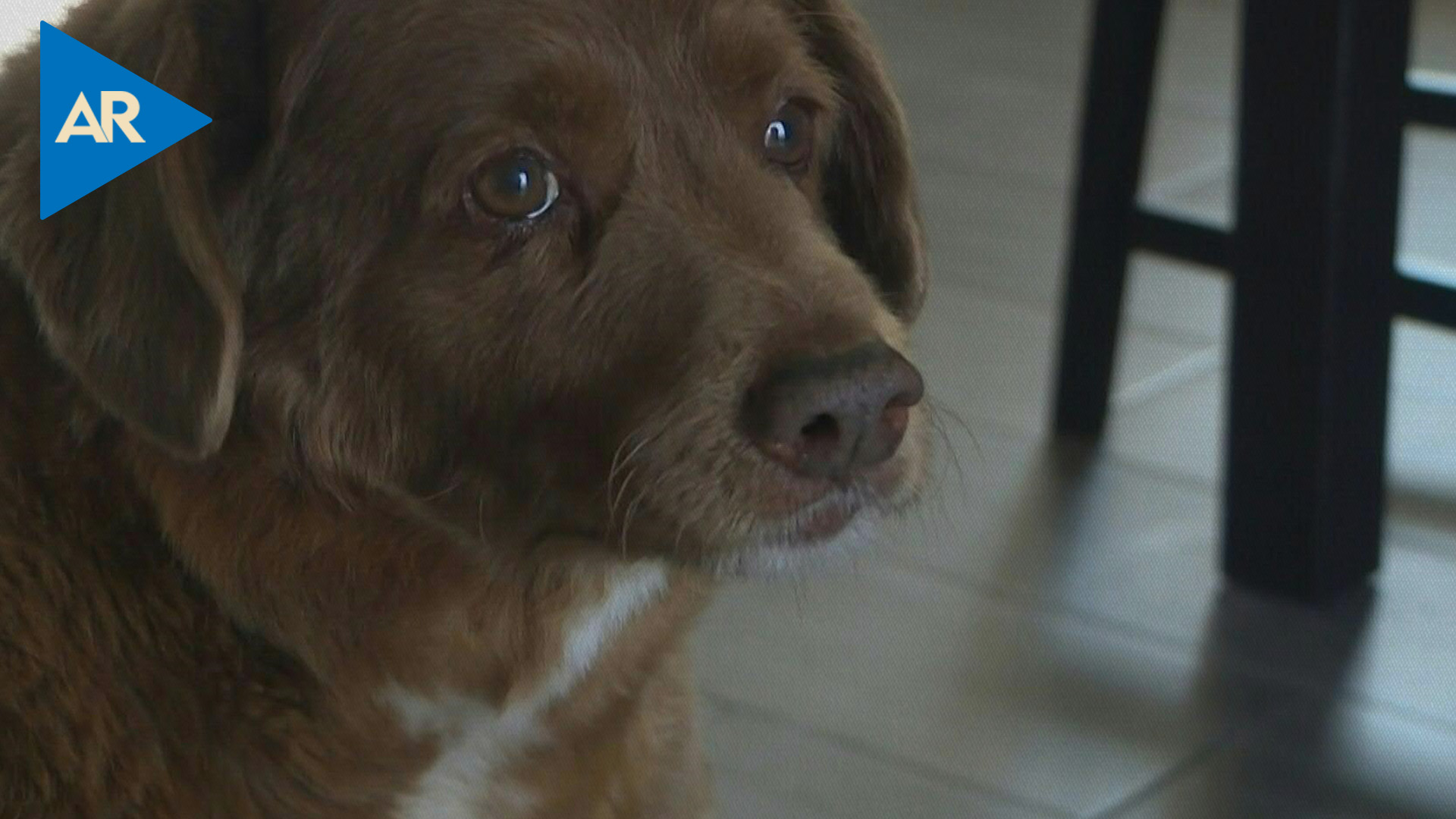 Bobi, de 30 años, el perro más longevo del mundo