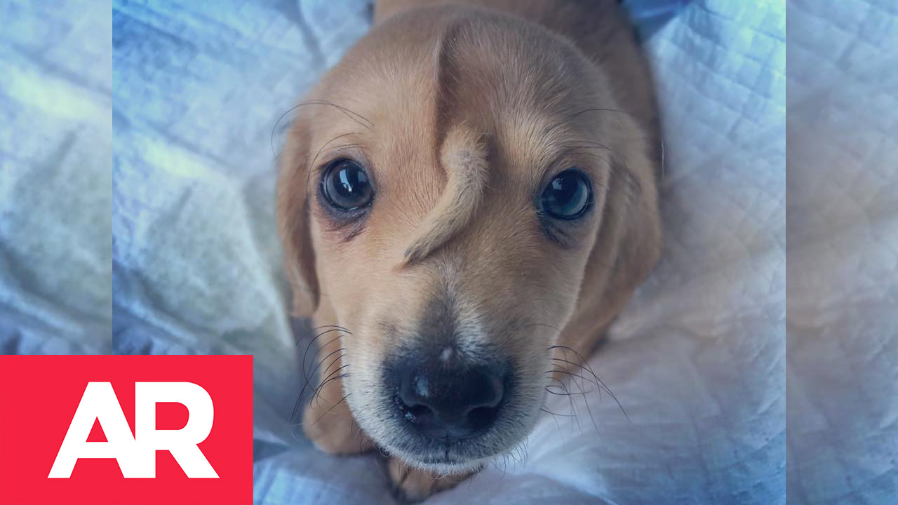 Conozca a Narwhal, el perro unicornio