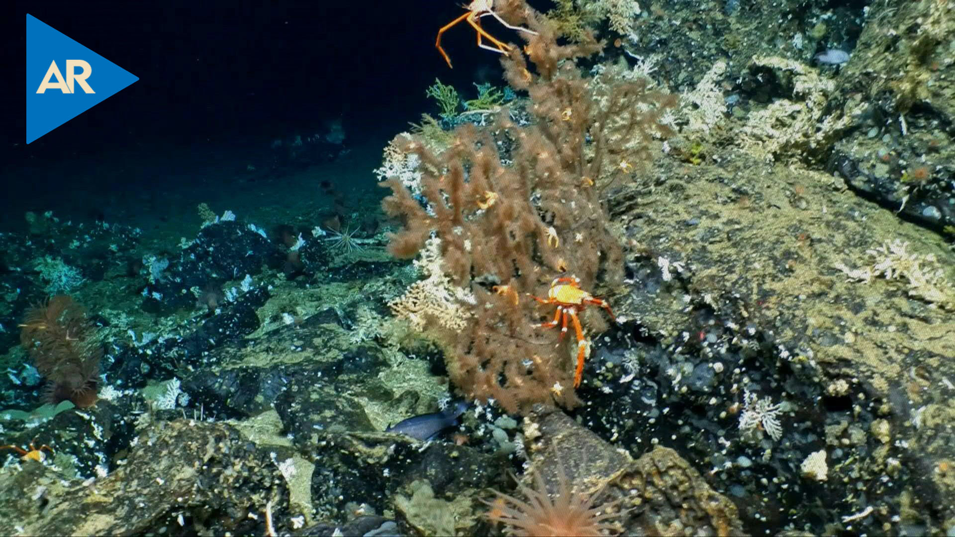 Descubren un prístino arrecife de coral en reserva marina de Galápagos