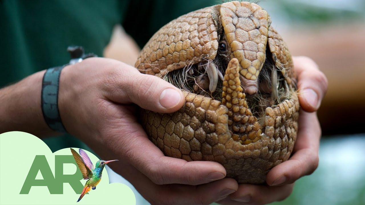 5 datos que no sabías de los armadillos