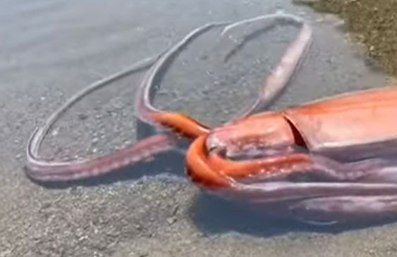 Encuentran calamar gigante en playa de Japón