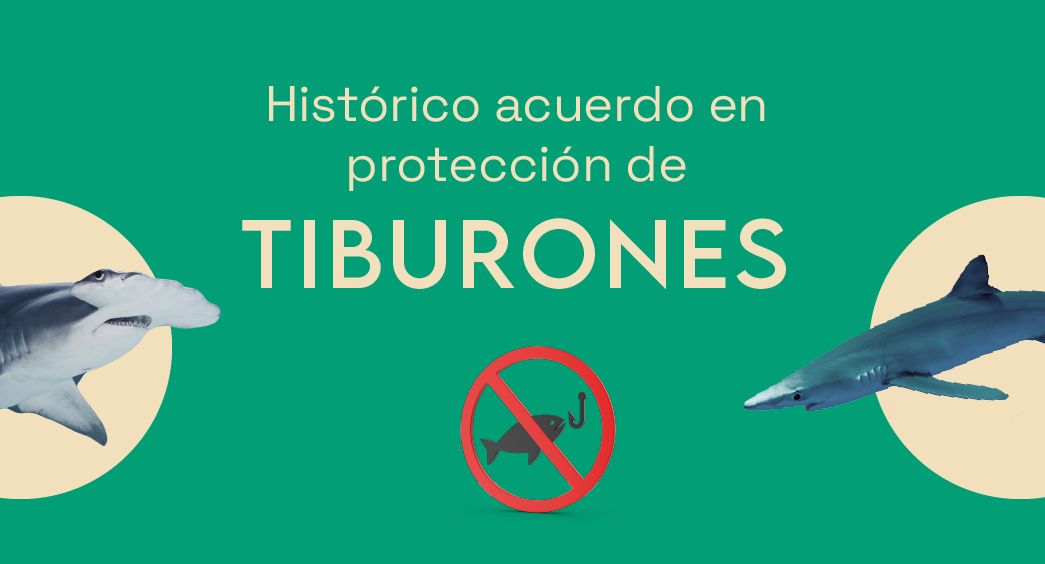 Hist rico Acuerdo En Protecci n De Los Tiburones hist-rico-acuerdo-en-protecci-n-de-los-tiburones