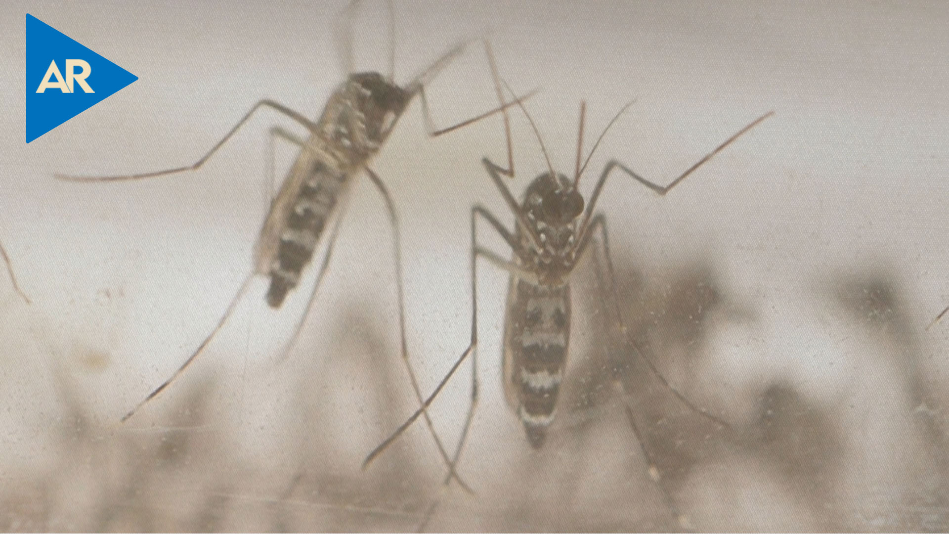 Alerta en Francia por mayor presencia del invasivo mosquito tigre