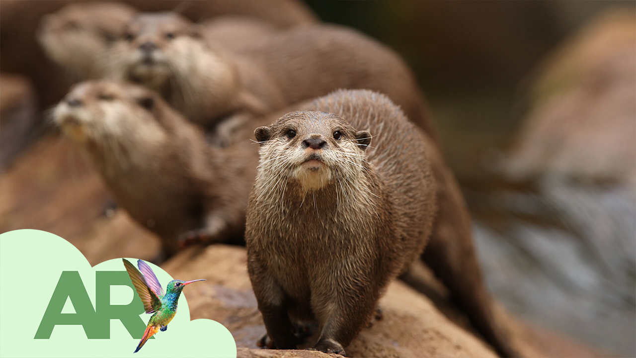 5 cosas que no sabías de las nutrias
