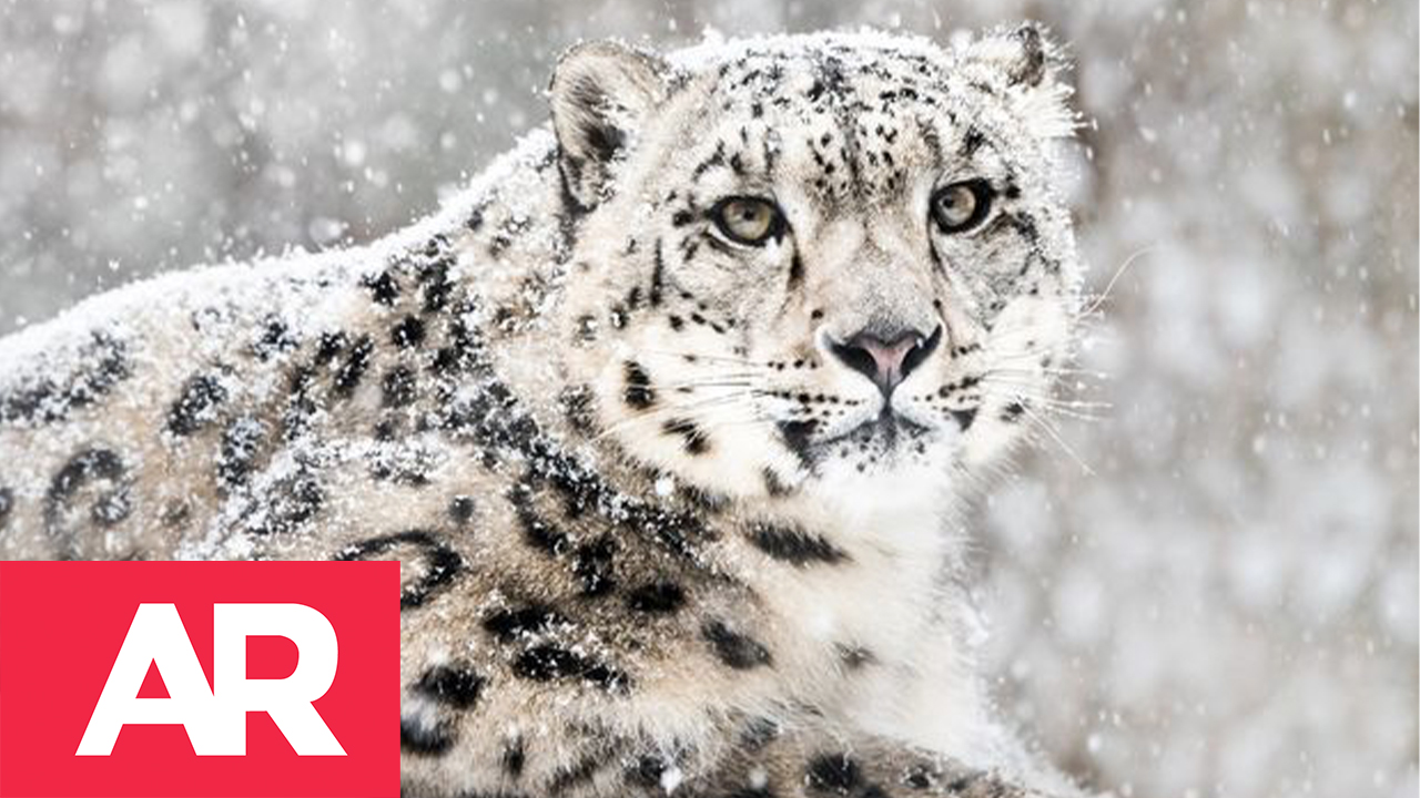 Familia de leopardos de las nieves fue grabada por cámaras trampa