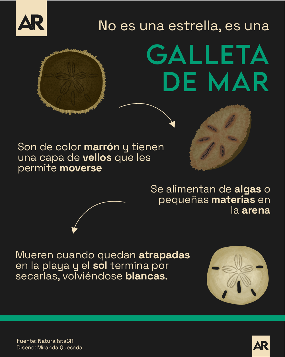 Galleta de Mar,Especies,Animal,Mar,Ecosistema,Medio Ambiente