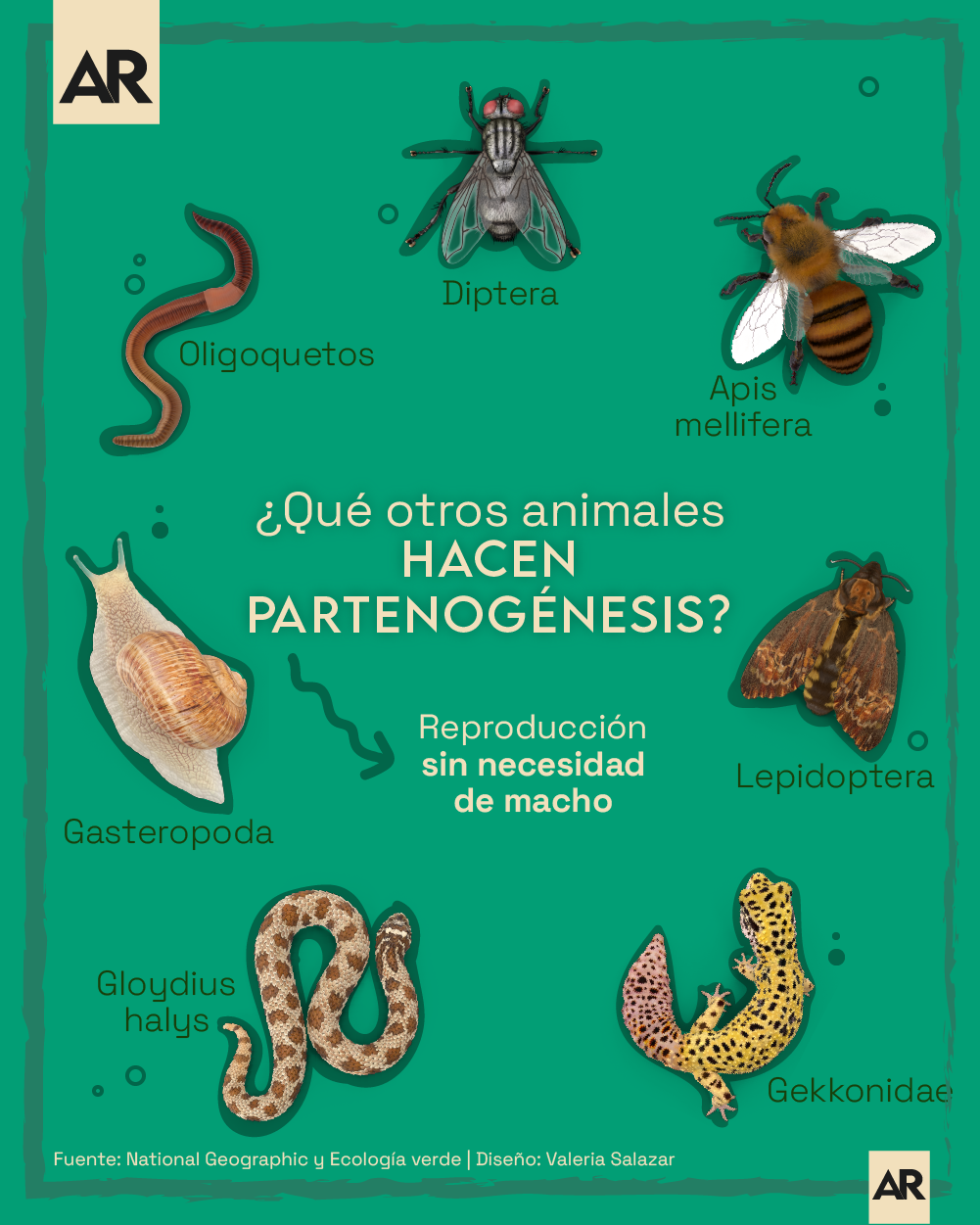 Partenogénesis,Animales,Reproducción,Clones
