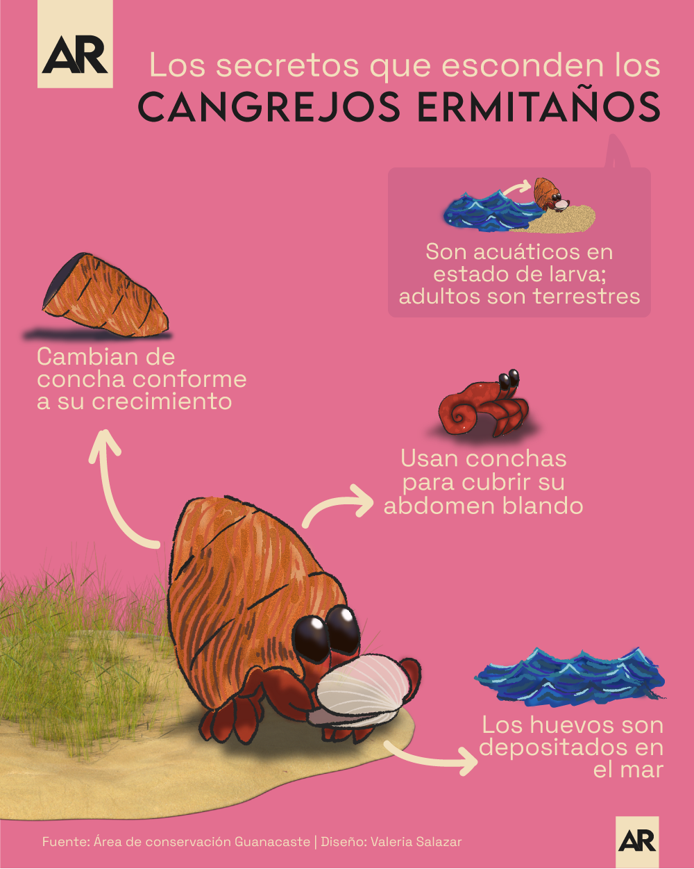 Cangrejo,Ermitaño,Secretos,Datos,Curisidades,Playa