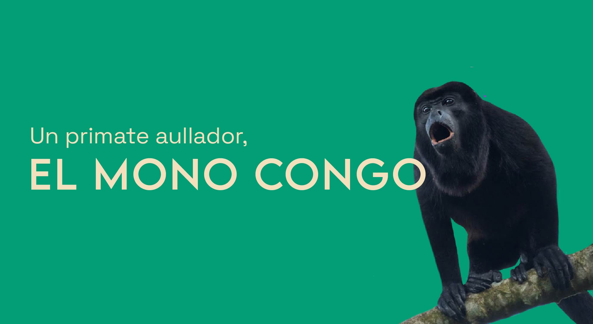 un-primate-aullador-el-mono-congo