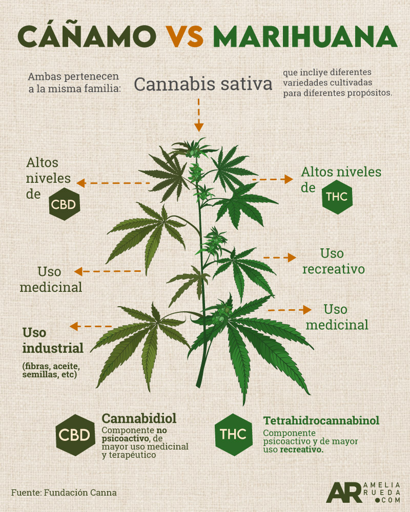 Cáñamo versus Cannabis