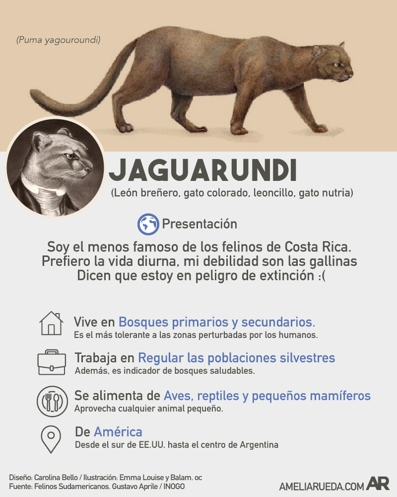 [{"value":"jaguarundi"},{"value":"felinos"},{"value":"costa rica"},{"value":"ambiente"}]