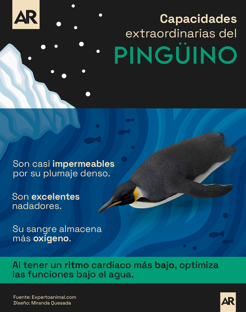 Animales,Pingüino,Reino Animal,Adaptación,Biología