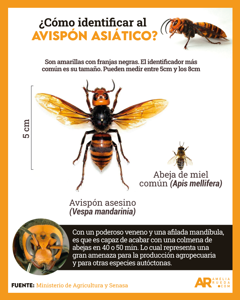 Avispón asiático