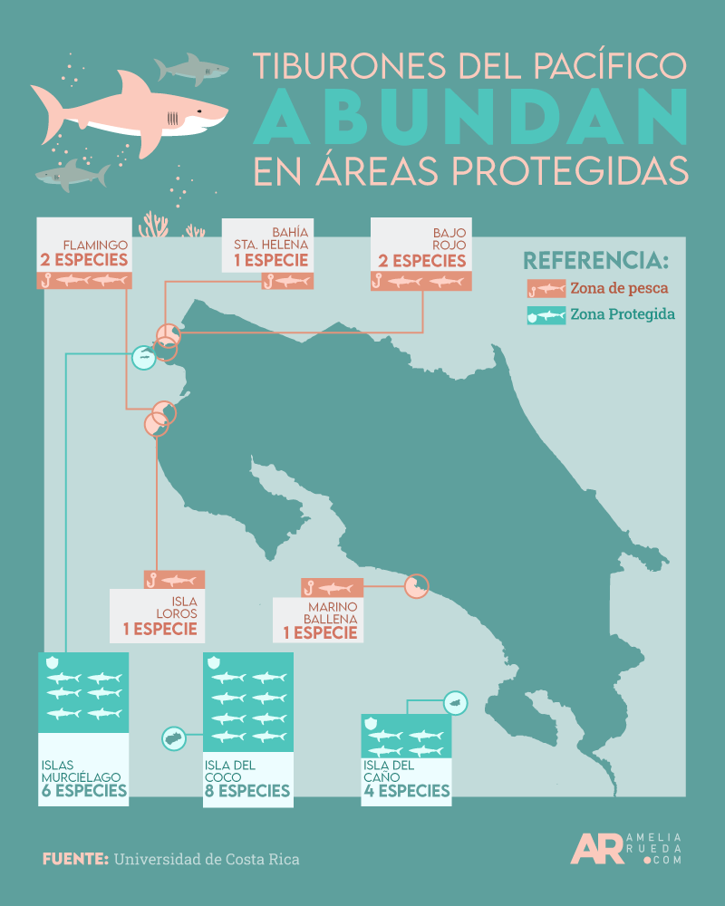 Infografía sobre tiburones en el Pacífico costarricense