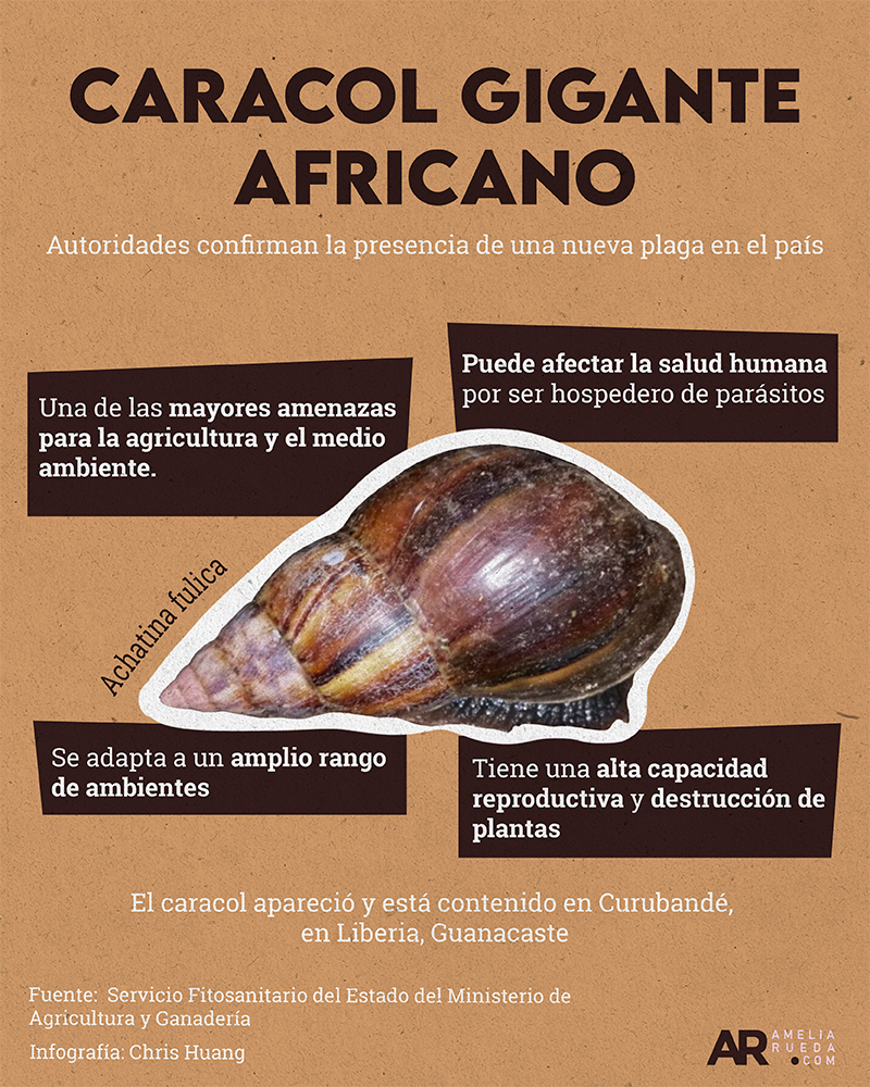 Caracol africano