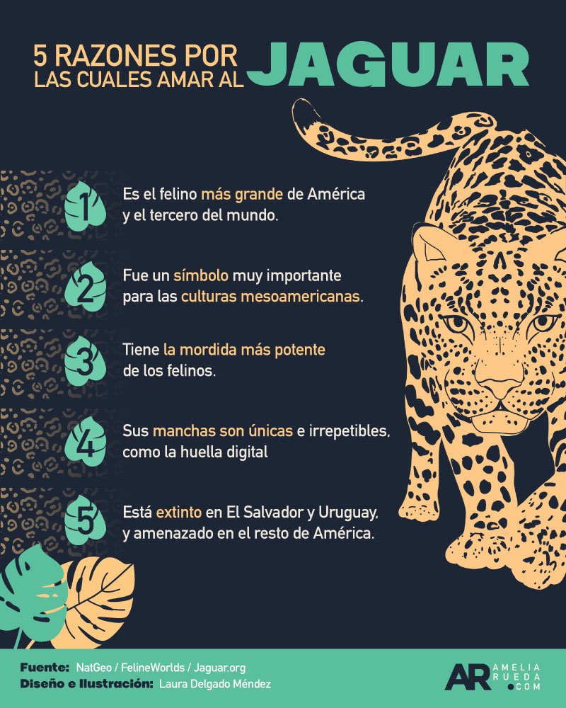 Jaguar,felinos
